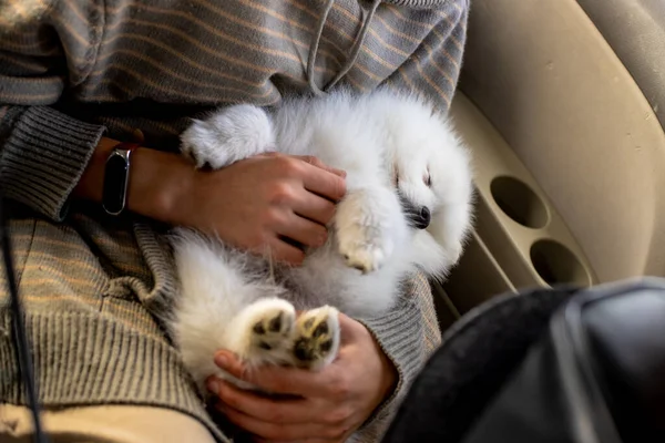 日本の子犬が車の中で寝ていて — ストック写真