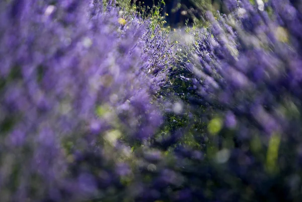 Pole Řádky Levandule Slunečný Den Západ Slunce Bokeh Detail Lavandula — Stock fotografie