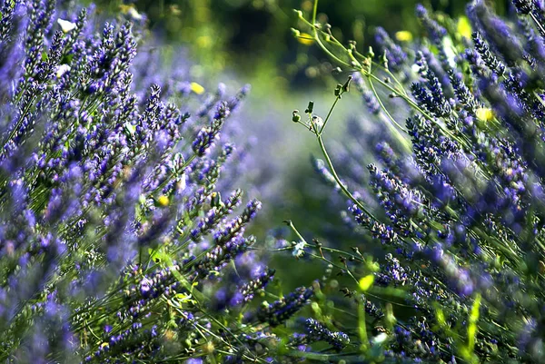 Pole Řádky Levandule Slunečný Den Západ Slunce Bokeh Detail Lavandula — Stock fotografie