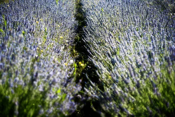 Campo Con Filas Lavanda Día Soleado Puesta Sol Bokeh Primer — Foto de Stock