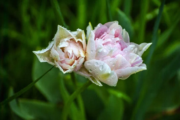 草の間の柔らかいピンクの美しいダブル チューリップと葉 緑の自然な背景 クローズ アップ ボケ味 — ストック写真