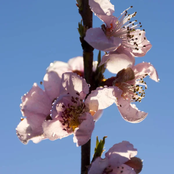 Roze Perzikboom Bloem Bokeh Aitona — Stockfoto