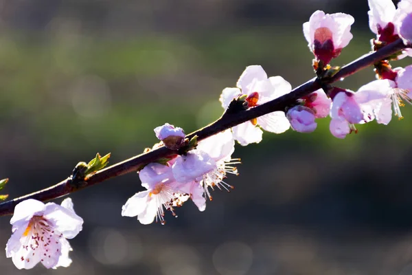 ピンクの桃の木の花 ボケ味 Aitona — ストック写真