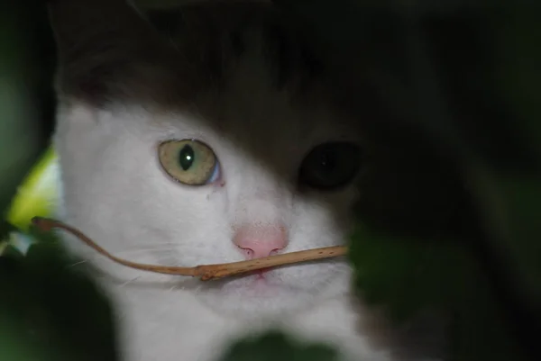 Pequeño Gato Blanco Escondido Las Ramas Del Árbol Hojas Verdes —  Fotos de Stock