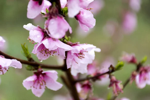 Kwiat Różowy Drzewa Brzoskwini Bokeh Aitona — Zdjęcie stockowe