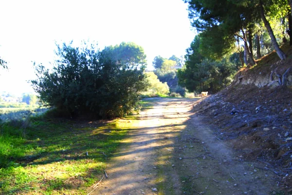 Yol Tarafında Bir Güneşli Sabah Zeytin Ağacı Ile Akdeniz Peyzaj — Stok fotoğraf