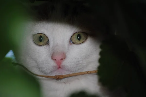 Pequeño Gato Blanco Escondido Las Ramas Del Árbol Hojas Verdes —  Fotos de Stock