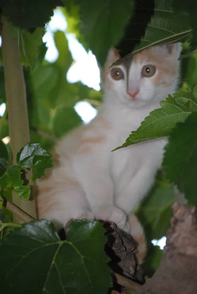 Mały Biały Kot Hided Gałęziach Drzewa Liść Zielony — Zdjęcie stockowe