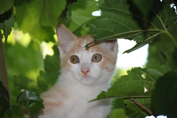 Pequeño Gato Blanco Escondido Las Ramas Del Árbol Hojas Verdes —  Fotos de Stock