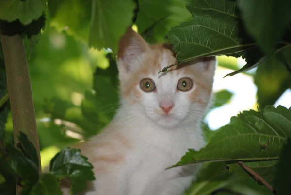Pequeño Gato Blanco Escondido Las Ramas Del Árbol Hojas Verdes —  Fotos de Stock