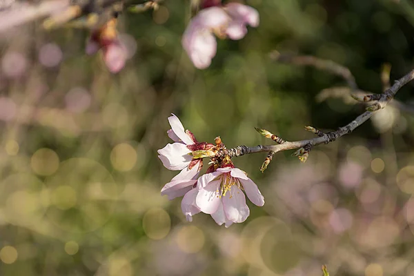 Κλάδος Της Αμυγδαλιάς Άνθιση Λεπτή Λουλούδια Άσπρα Και Ροζ Φυσικό — Φωτογραφία Αρχείου