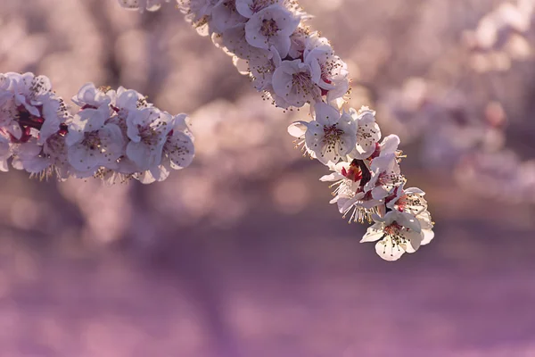 Branch of pink and white peach tree flowers on a natural background. Pink and soft fresh tones. Aitona landscape