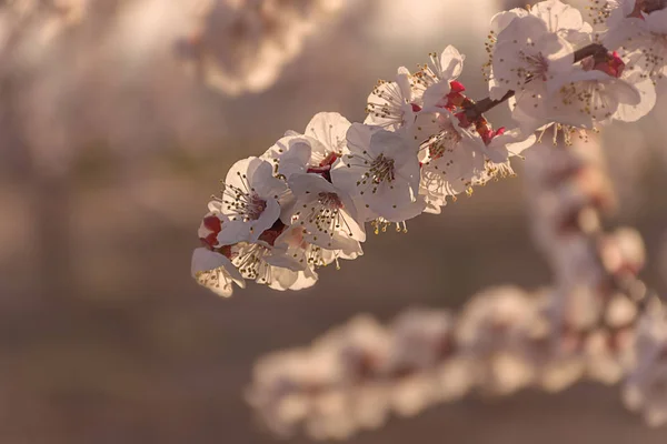 Ramo di fiori di pesco rosa e bianchi su sfondo naturale. Rosa e toni freschi morbidi. Paesaggio Aitona — Foto Stock