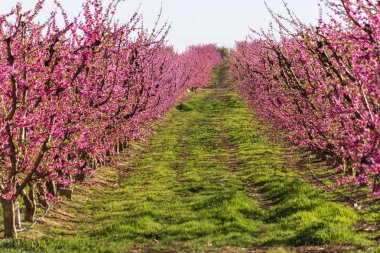 Bloom, gündoğumu, pembe çiçekli şeftali ağacı satırları. Aitona. ALCARRAS, Torres de Segre. Tarım.