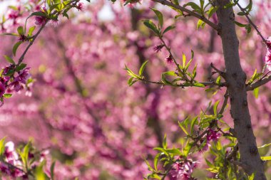Şeftali ağacı çiçek, gündoğumu, pembe çiçekli. Aitona. ALCARRAS. Torres de Segre. Lleida. İspanya. Tarım. Çiçek yakın çekim. Bokeh etkileri,