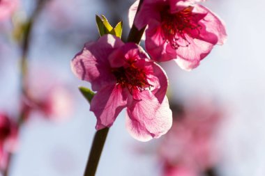 Şeftali ağacı çiçek, gündoğumu, pembe çiçekli. Aitona. ALCARRAS. Torres de Segre. Lleida. İspanya. Tarım. Çiçek yakın çekim. Bokeh etkileri,