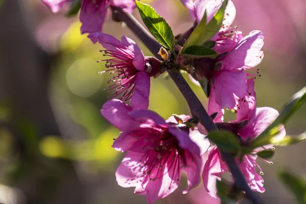 日の出のピンクの花で、満開の桃の木。Aitona。Alcarras。トレス ・ デ ・ セグレ。レリダ。スペイン。農業であります。花のクローズ アップ。ボケ味の効果, — ストック写真