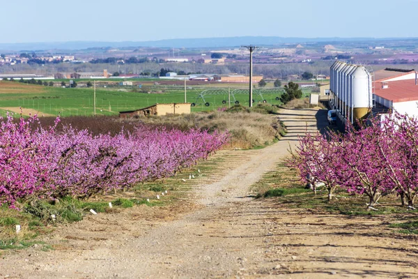 Pad, weg tussen velden van perzik boom in bloei, met roze bloemen bij zonsopgang. Torres de Segre. Landbouw, Lleida, Catalonië, Spanje. Een varken fram aan zijkant. — Stockfoto