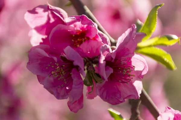 日の出のピンクの花で、満開の桃の木。Aitona。Alcarras。トレス ・ デ ・ セグレ。レリダ。スペイン。農業であります。花のクローズ アップ。ボケ味の効果, — ストック写真