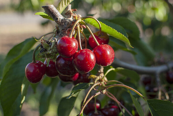 Большая красная вишня с листьями и стеблями. Хороший урожай сочной спелой вишни. Спелые вишни на вишне. Свежие и здоровые фрукты. Вишневый сад
.