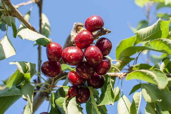 Cerejas vermelhas grandes com folhas e talos. Boa colheita de cerejas maduras suculentas. Agrupamento de cerejas maduras em cerejeira. Frutas frescas e saudáveis. Pomar de cereja . — Fotografia de Stock