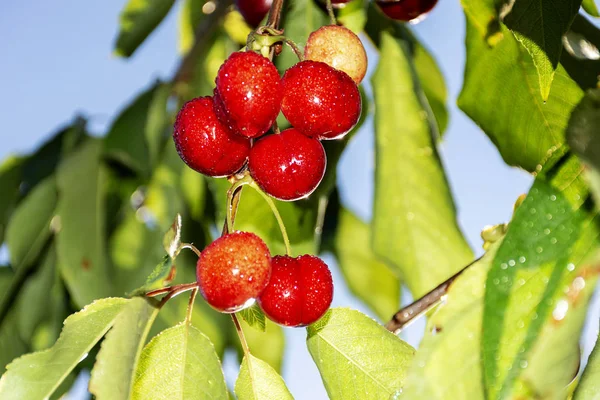 Big red cherries with leaves and stalks. Good harvest of juicy ripe cherries. Cluster of ripe cherries on cherry tree. Fresh and healthy fruit. Cherry orchard.