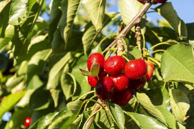 Yaprakları ve sapları olan büyük kırmızı kiraz. Sulu olgun kiraz iyi hasat. Kiraz ağacında olgun kiraz kümesi. Taze ve sağlıklı meyve. Kiraz Bahçesi.