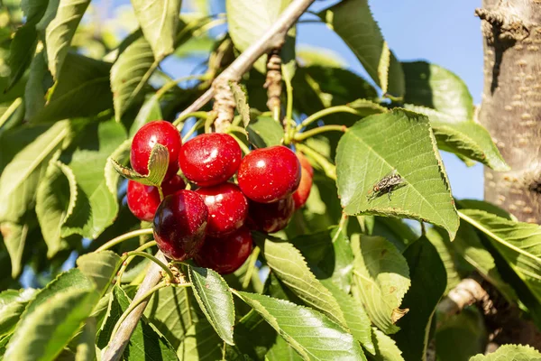 Big red cherries with leaves and stalks. Good harvest of juicy ripe cherries. Cluster of ripe cherries on cherry tree. Fresh and healthy fruit. Cherry orchard.