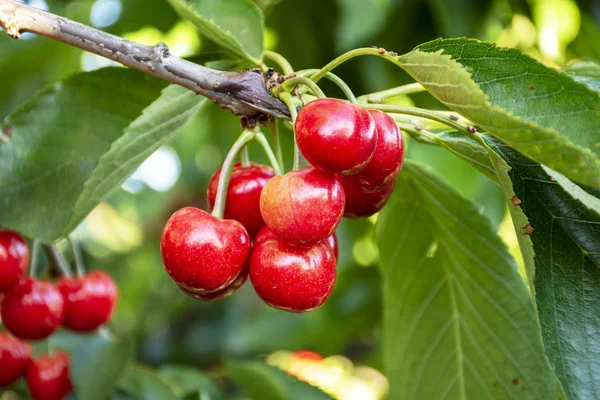 Cerejas vermelhas grandes com folhas e talos. Boa colheita de cerejas maduras suculentas. Agrupamento de cerejas maduras em cerejeira. Frutas frescas e saudáveis. Pomar de cereja . — Fotografia de Stock