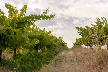 Gün batımında su damlası ile sulama sistemi ile bağ manzara. Ra mat şarapları. Caberneet Sauvignon.Merlot, syrah, Pynot noir.