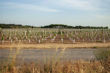 Gün batımında su damlası ile sulama sistemi ile bağ manzara. Ra mat şarapları. Caberneet Sauvignon.Merlot, syrah, Pynot noir.