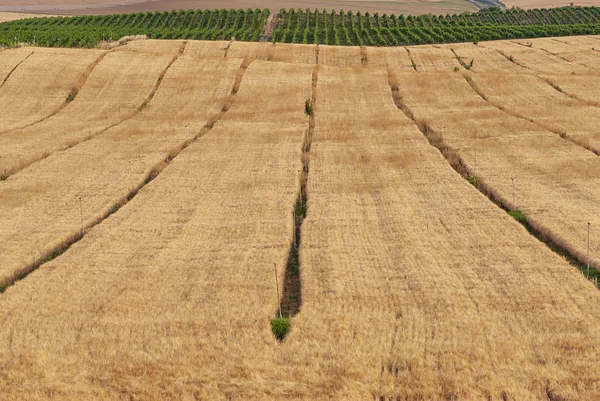 Wheat plantation fields in Raimat. Vineyards of Raimat at background. Countryside landscape.