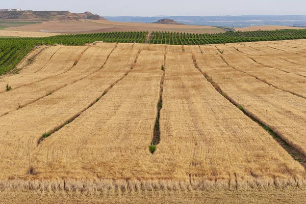 Wheat plantation fields in Raimat. Vineyards of Raimat at background. Countryside landscape.