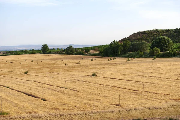 Campos de plantação de trigo em Raimat. Vinhedos de Raimat no fundo. Paisagem rural . — Fotografia de Stock