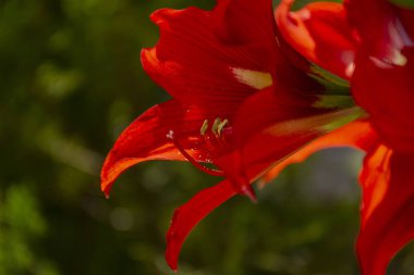 Yeşil Doğal arka plan üzerinde arka ışık kırmızı Amaryllis yaprakları. İnanılmaz çiçekler.