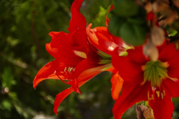 緑の自然の背景のバックライトで赤いアマリリスの花びら。素晴らしい花. — ストック写真