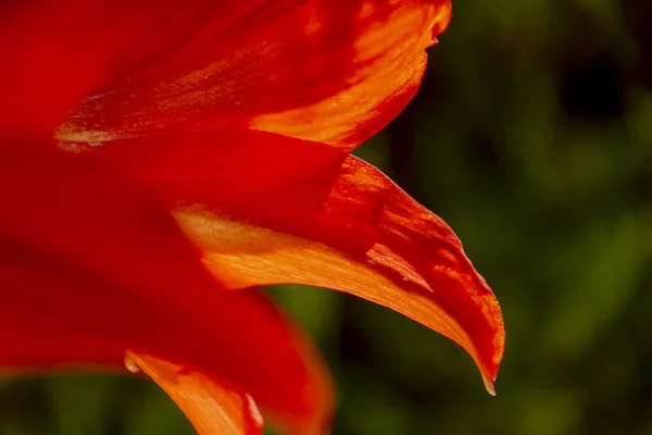 緑の自然の背景のバックライトで赤いアマリリスの花びら。素晴らしい花. — ストック写真