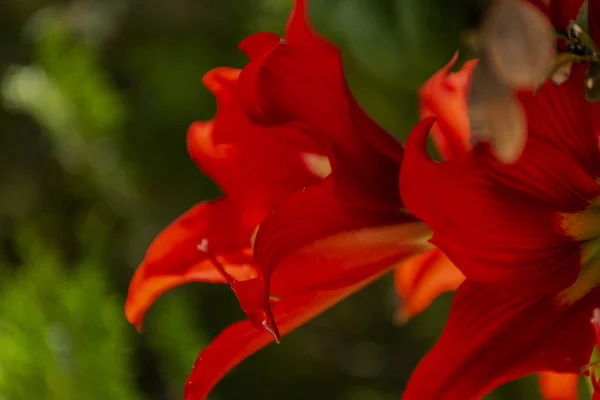 Red amaryllis petals at backlight on green natural background. Amazing flowers. — Stock Photo, Image