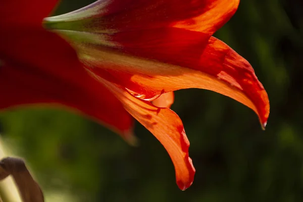 緑の自然の背景のバックライトで赤いアマリリスの花びら。素晴らしい花. — ストック写真