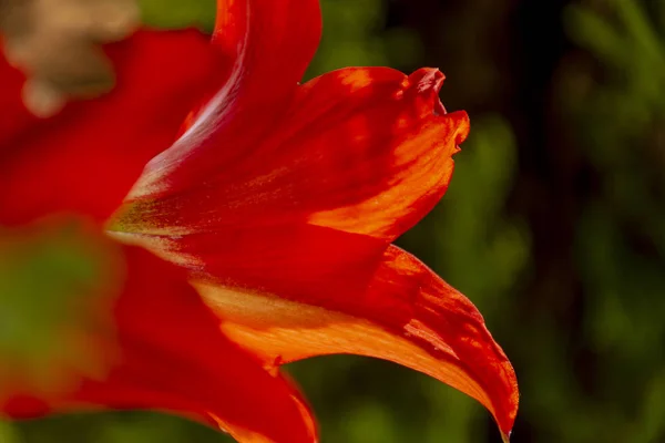 緑の自然の背景のバックライトで赤いアマリリスの花びら。素晴らしい花. — ストック写真