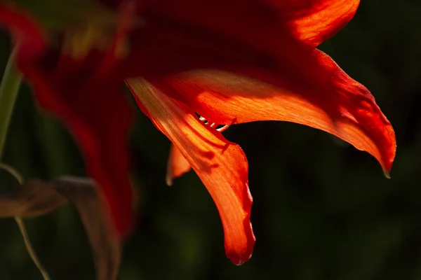 Rote Amaryllis-Blütenblätter bei Gegenlicht auf grünem natürlichen Hintergrund. Wunderbare Blüten. — Stockfoto