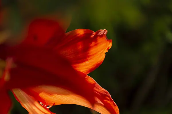 緑の自然の背景のバックライトで赤いアマリリスの花びら。素晴らしい花. — ストック写真