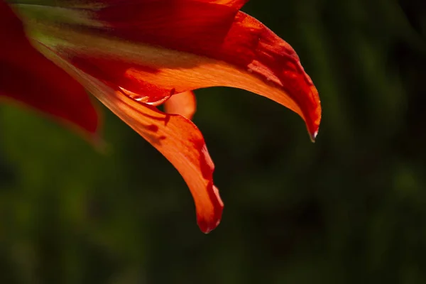 Czerwone płatki Amaryllis podświetlone na zielonym tle naturalnym. Niesamowite kwiaty. — Zdjęcie stockowe