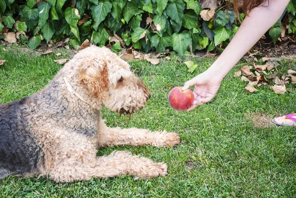 Joven mujer dando un melocotón a su perro, airdale terrier. perro sentado en la hierba . — Foto de Stock