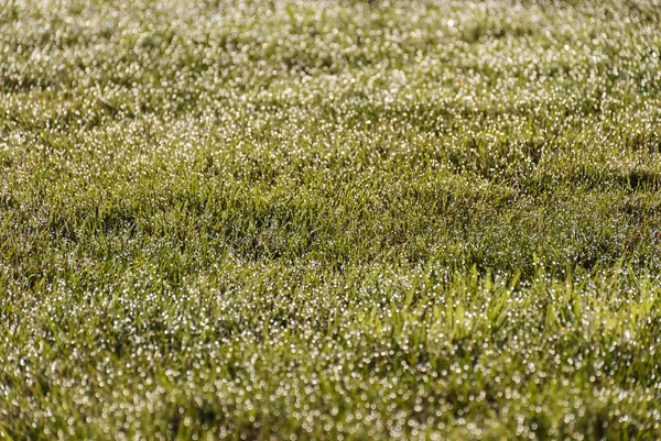 Gün doğumunda bokeh etkileri ile taze bahar yeşil çim arka plan. Günbatımı. Yeşil ve parlak doku. — Stok fotoğraf