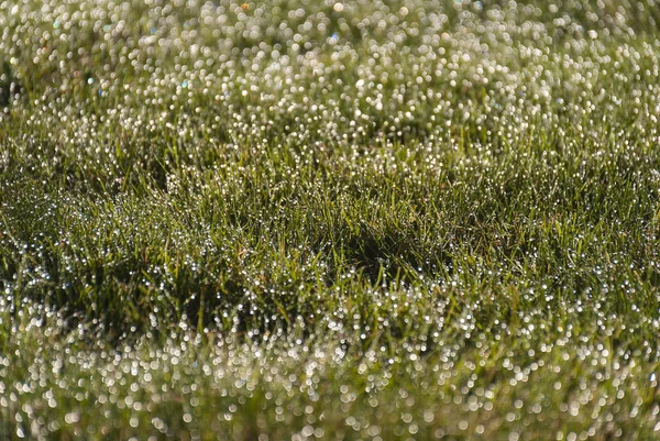 Fond d'herbe vert printemps frais avec des effets bokeh au lever du soleil. Coucher de soleil. Texture verte et brillante . — Photo