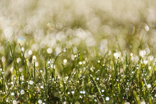 Gün doğumunda bokeh etkileri ile taze bahar yeşil çim arka plan. Günbatımı. Yeşil ve parlak doku. — Stok fotoğraf