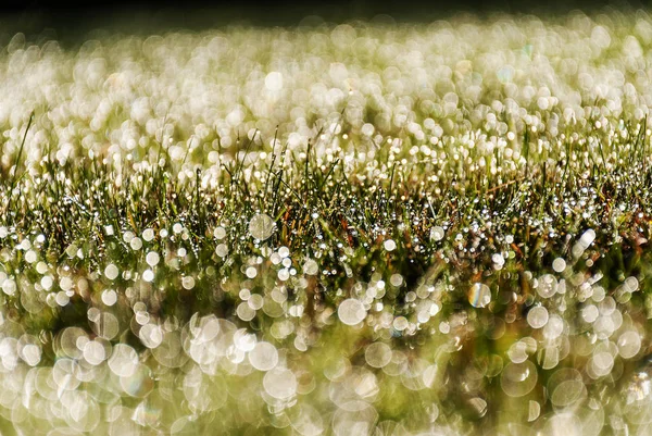 Gün doğumunda bokeh etkileri ile taze bahar yeşil çim arka plan. Günbatımı. Yeşil ve parlak doku. — Stok fotoğraf