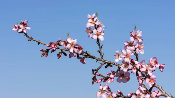 Κλαδί ροζ και λευκό αμύγδαλο δέντρο απαλό ροζ λουλούδια στο φυσικό γαλάζιο του ουρανού φόντο. — Φωτογραφία Αρχείου
