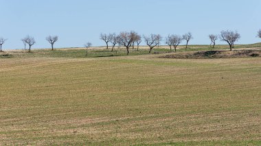 Arka planda ağaçlarla peyzaj. Mavi gökyüzü.